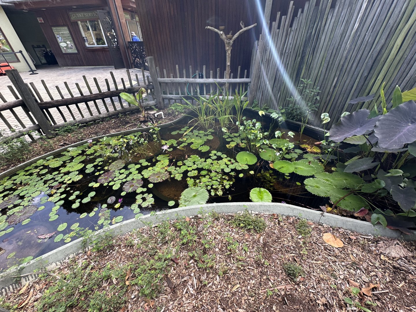 Nov. 2025 - Entrance Pond (no live animals)