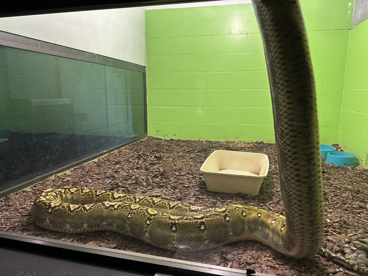 Nov. 2025 - Exhibit Hall - Climbing Reticulated Python