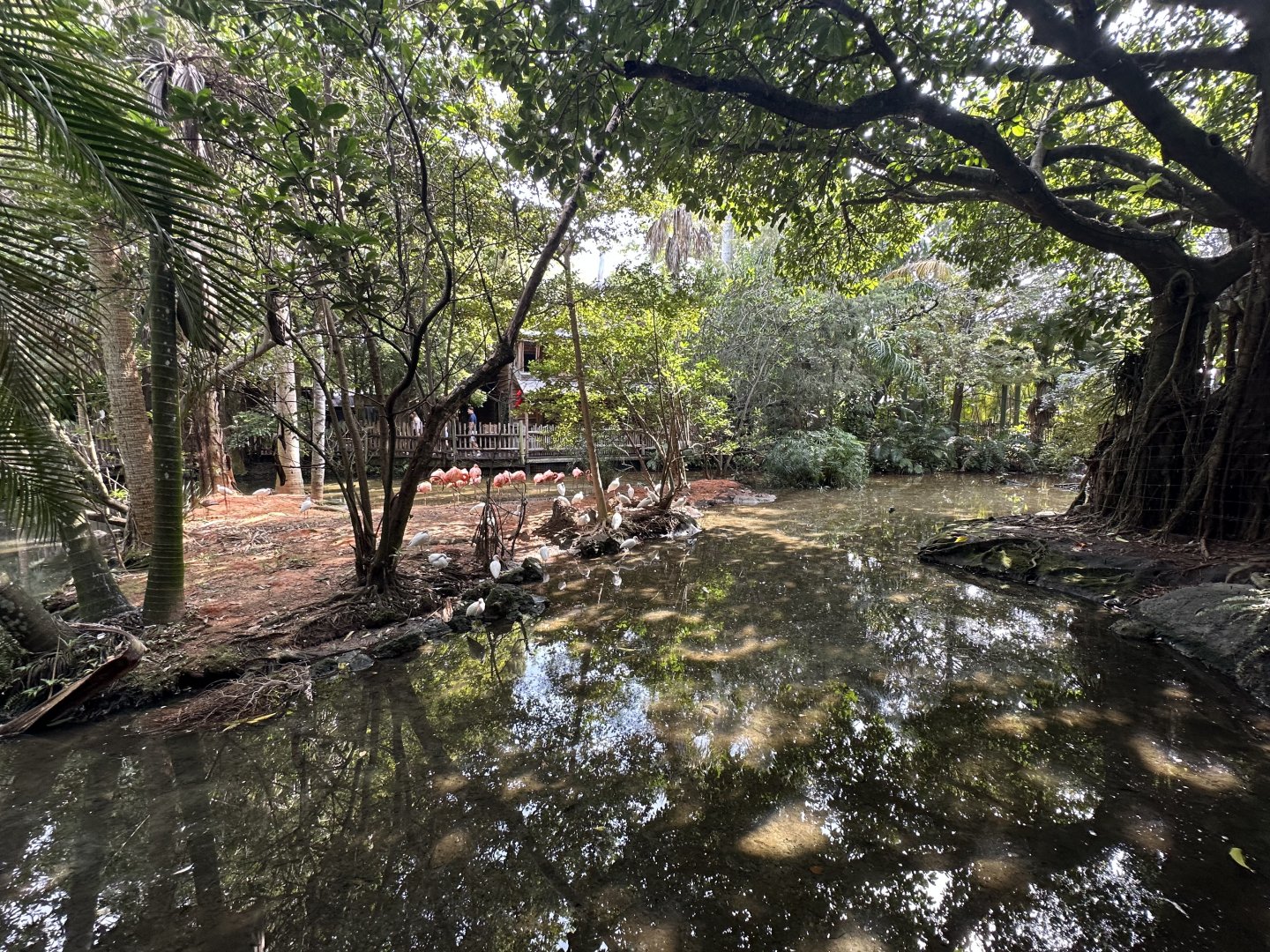 Nov. 2025 - Flamingo Enclosure (2 of 2)