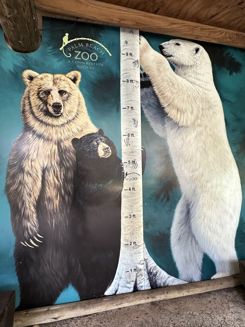 Nov. 2025 - Florida Wetlands - Bear Height Comparison