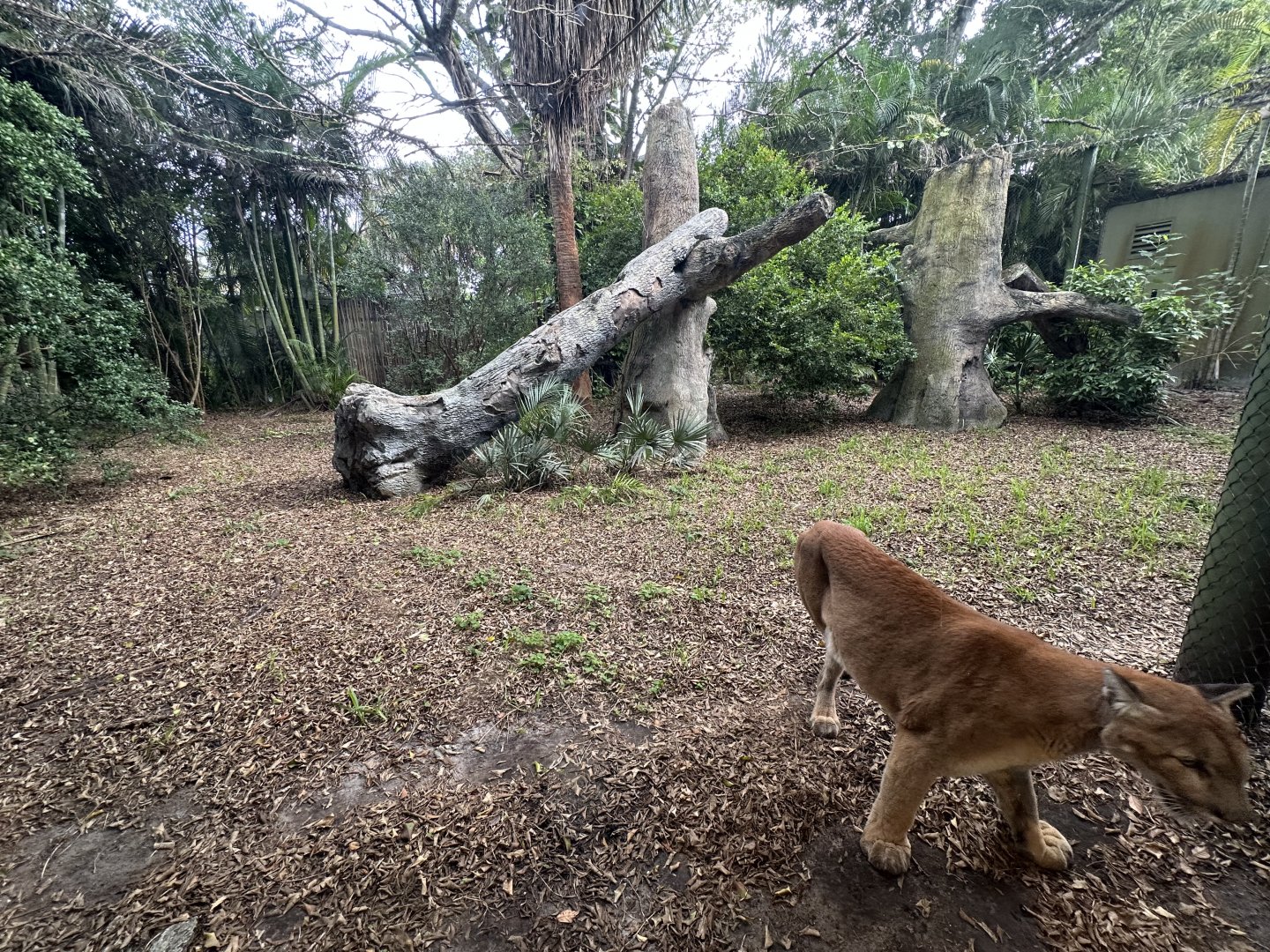 Nov. 2025 - Florida Wetlands - Cougar Enclosure