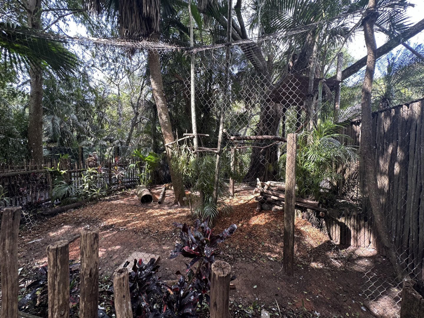 Nov. 2025 - Florida Wetlands - Owl Mixed Enclosure