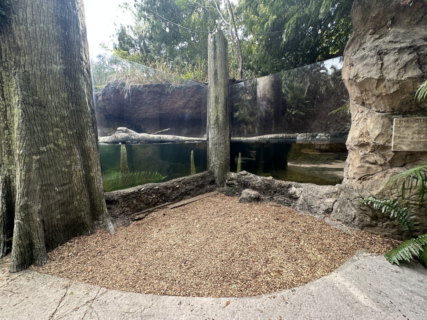 Nov. 2025 - Florida Wetlands - River Otter Enclosure