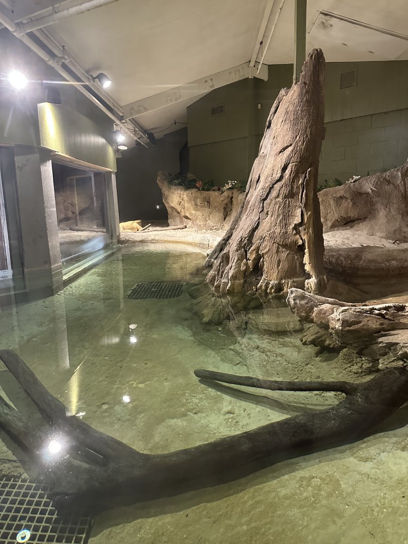 Nov. 2025 - Florida Wetlands - “White Alligator” Enclosure