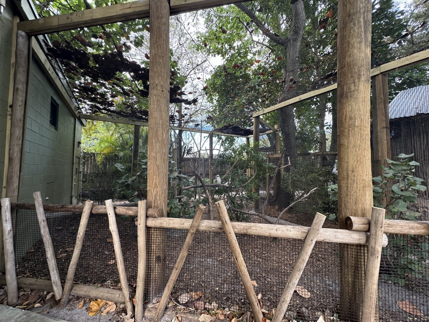 Nov. 2025 - Kookaburra Mixed Enclosure