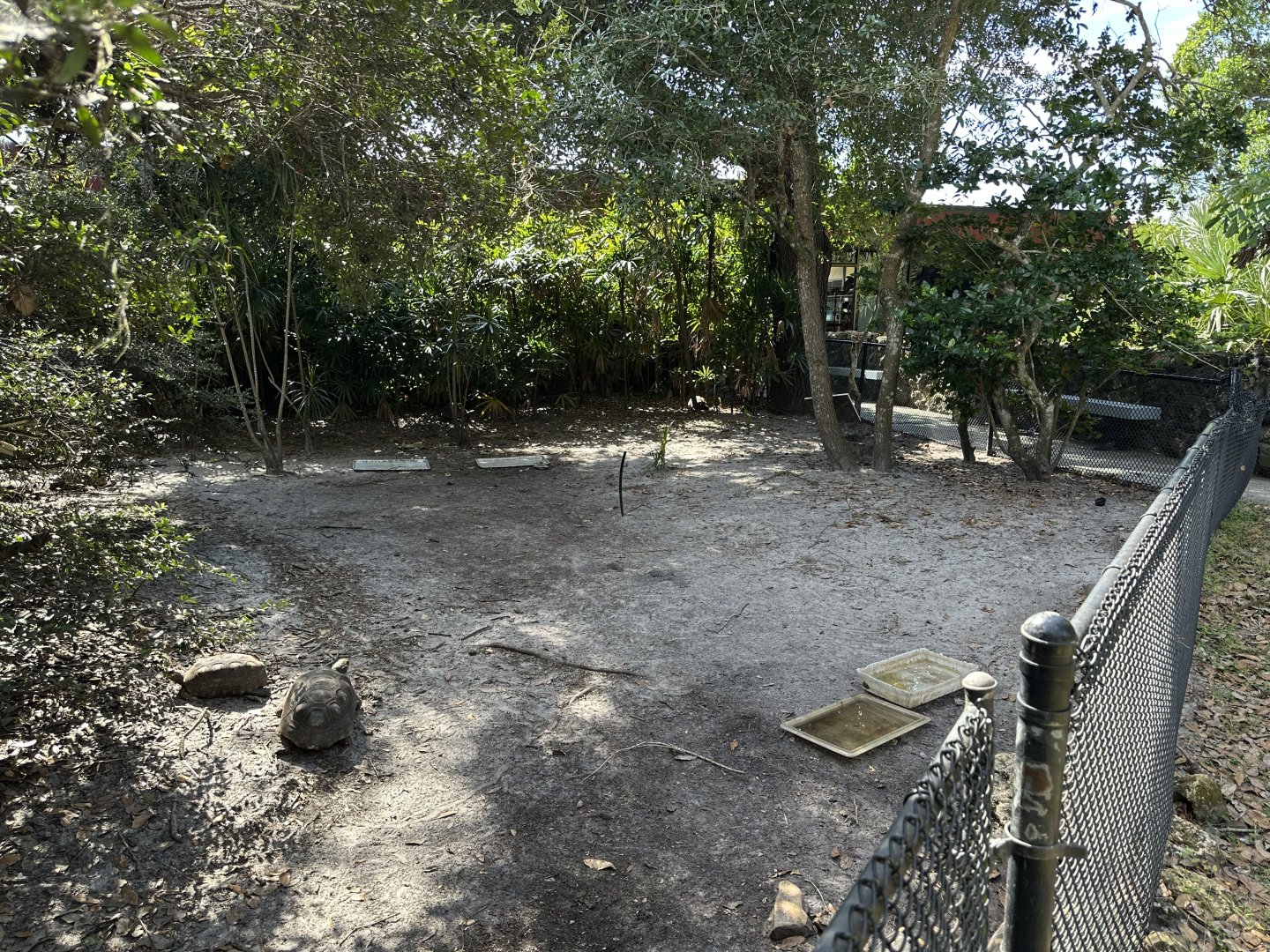 Nov. 2025 - Mixed Chelonian Enclosure