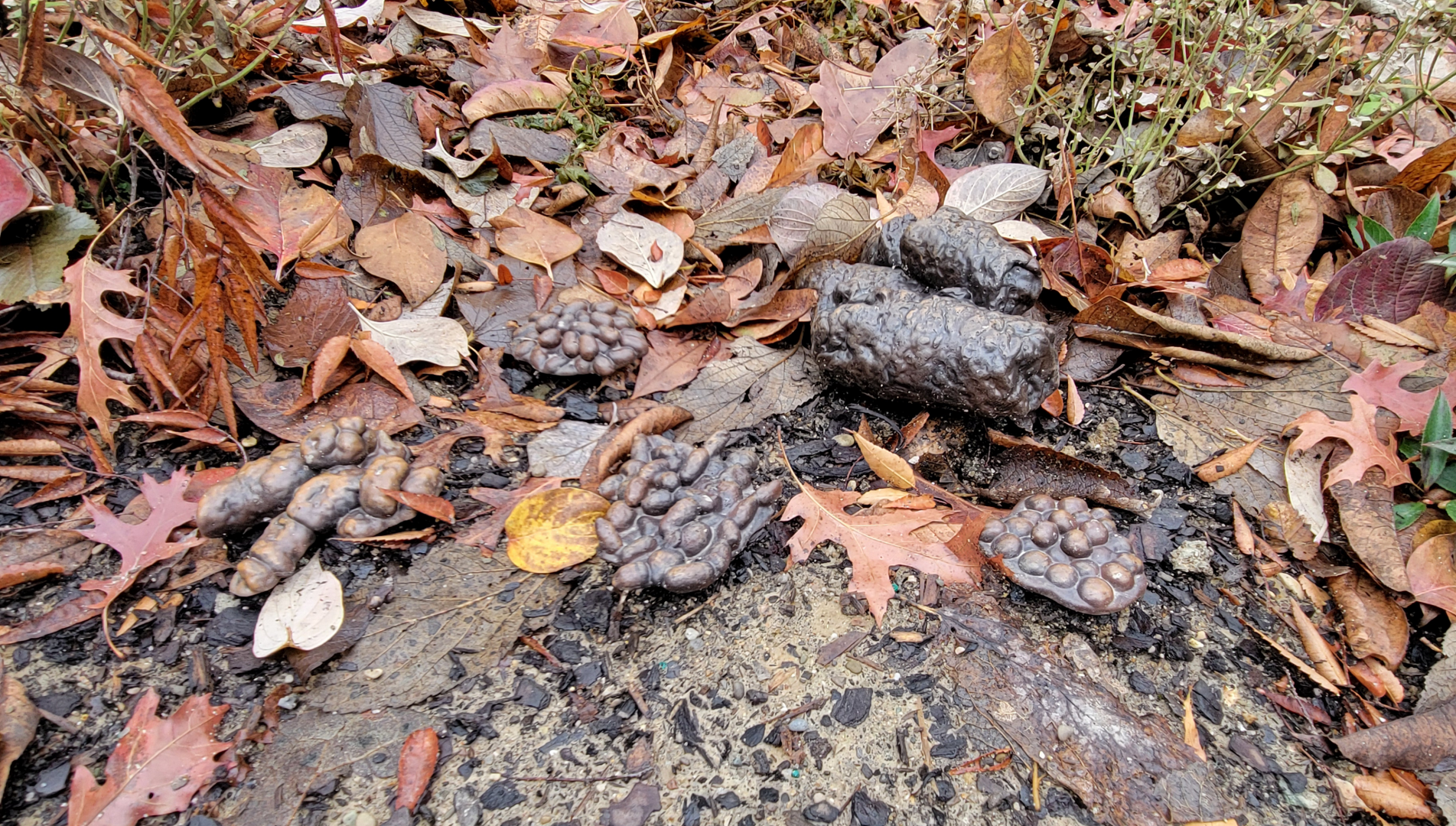 Nov. 2025 - NEW! Bear Ridge - Adventure Trail - Scat