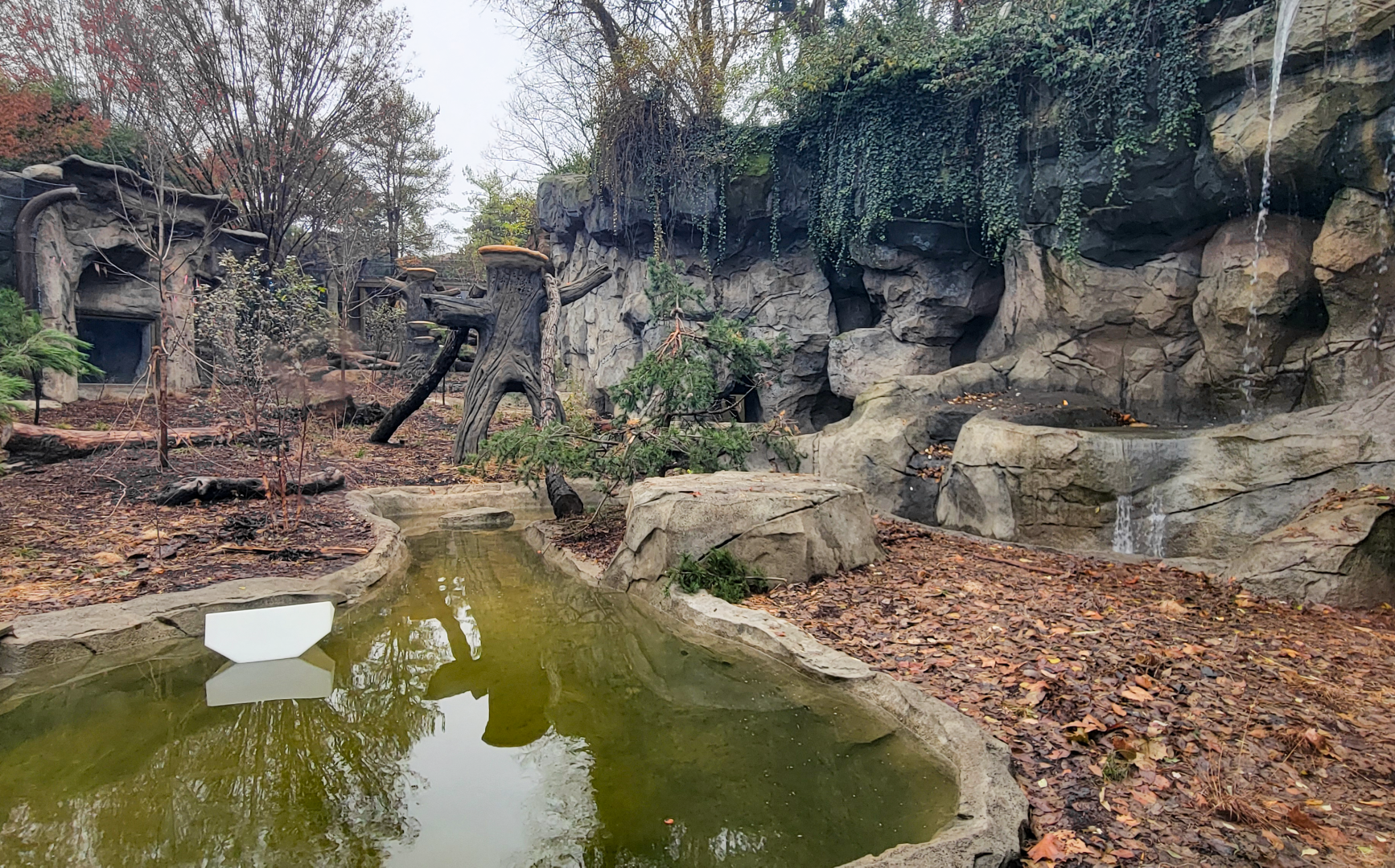 Nov. 2025 - NEW! Bear Ridge - Black Bear Lower Viewing