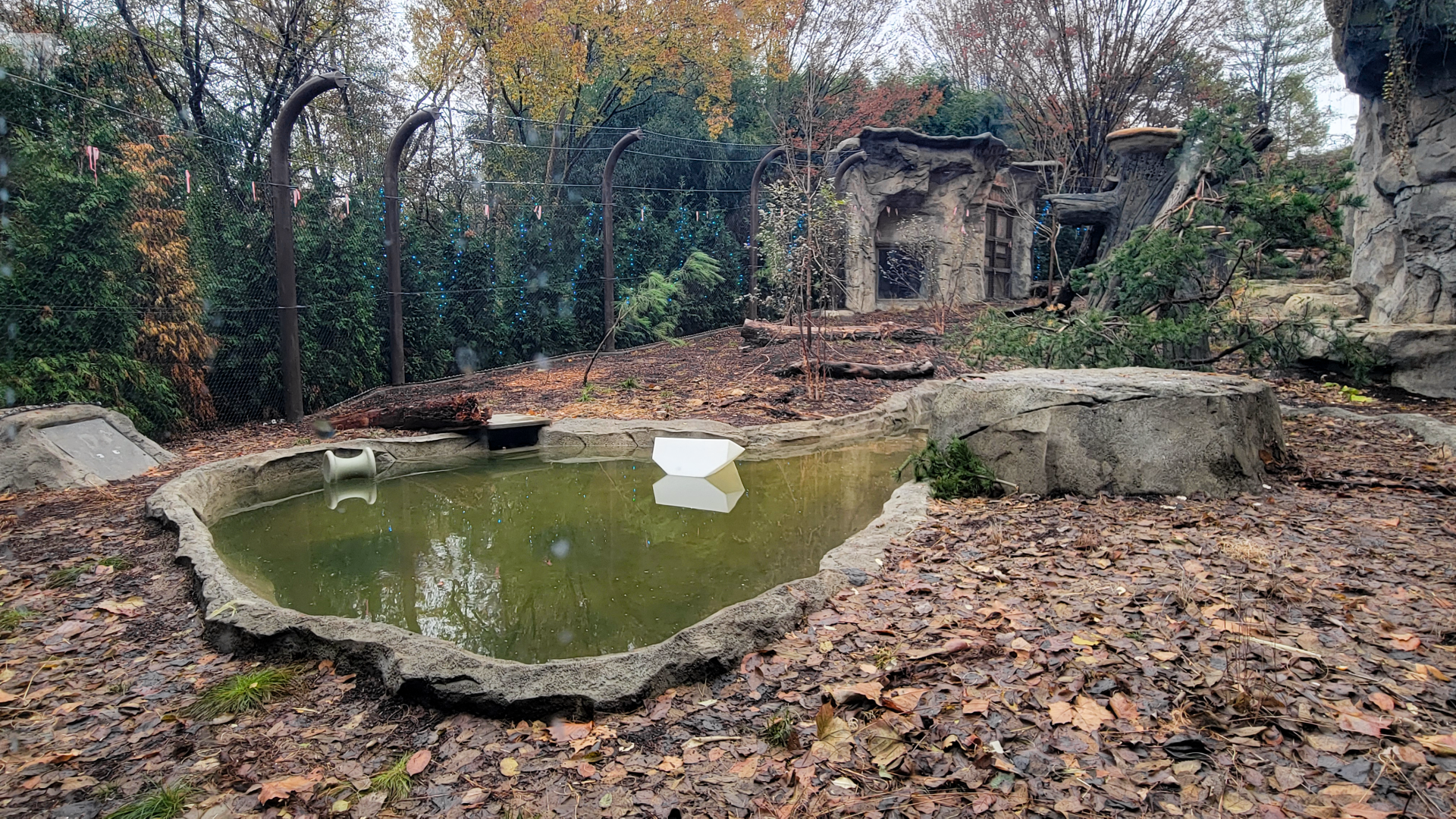 Nov. 2025 - NEW! Bear Ridge - Black Bear Lower Viewing