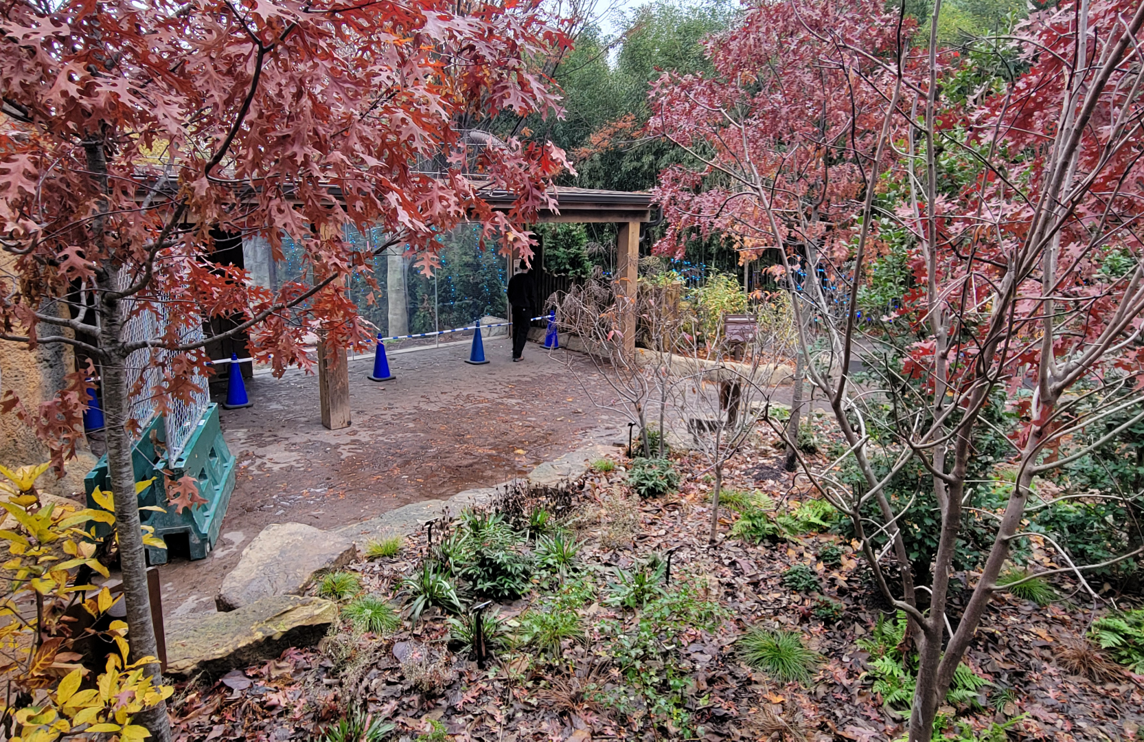 Nov. 2025 - NEW! Bear Ridge - Black Bear Upper Viewing From Bridge