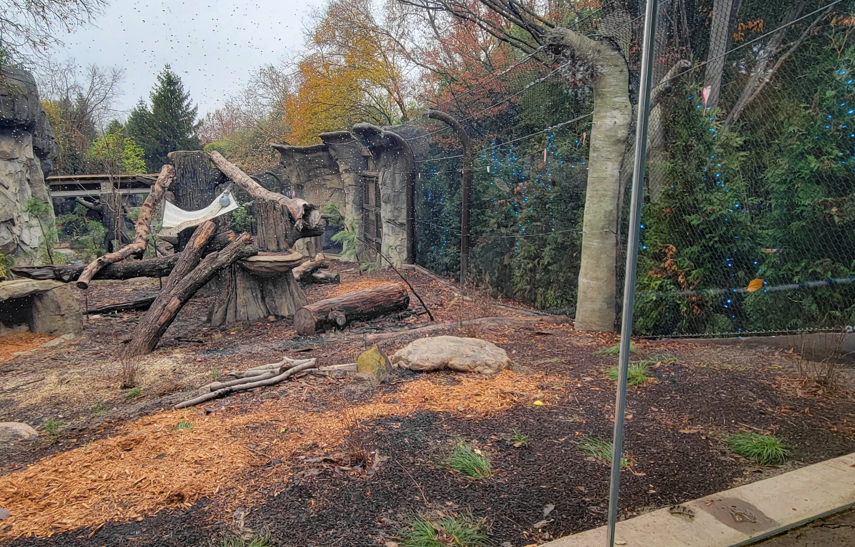 Nov. 2025 - NEW! Bear Ridge - Black Bear Upper Viewing