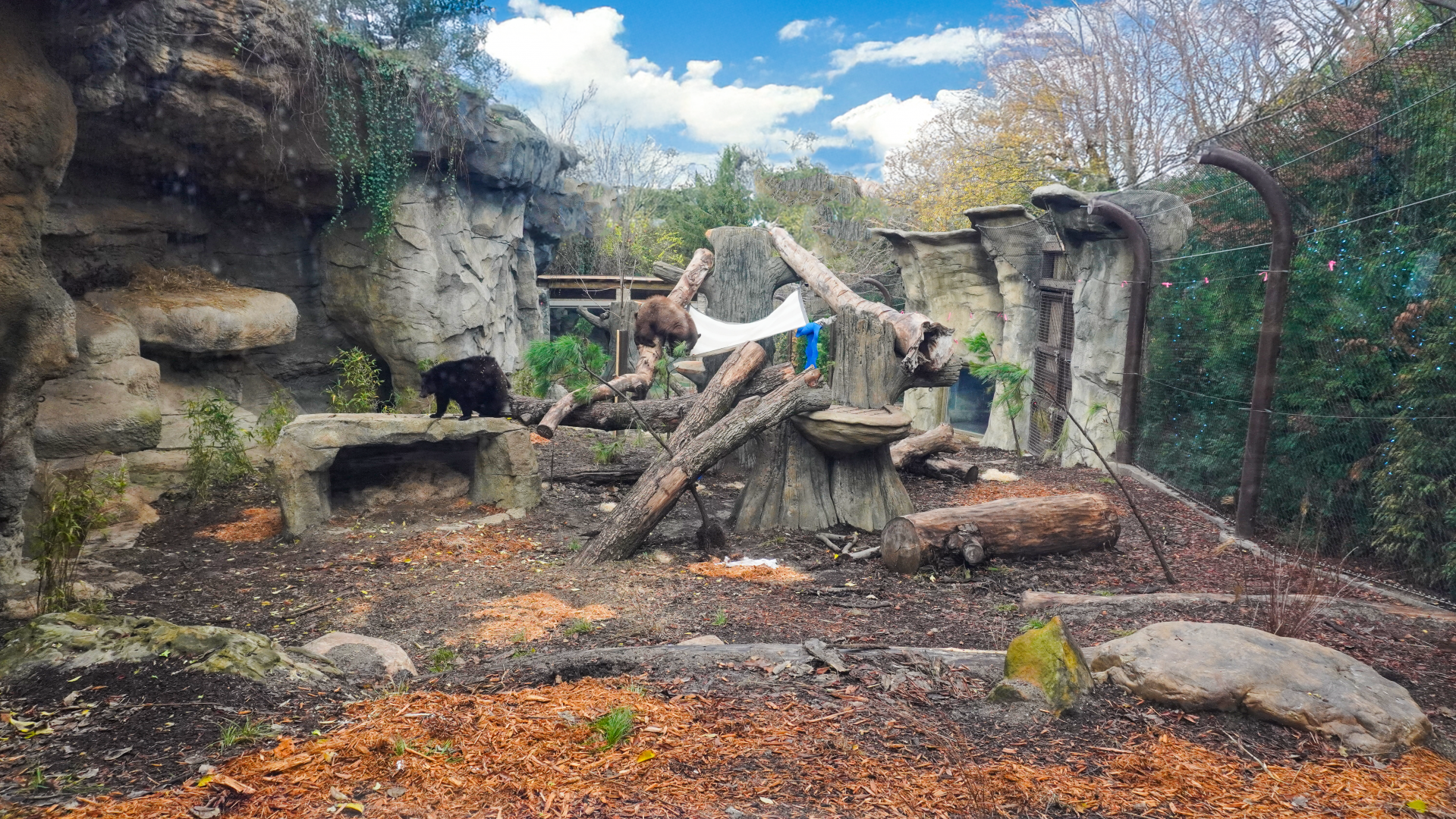 Nov. 2025 - NEW! Bear Ridge - Upper Viewing (With Bears on Exhibit)