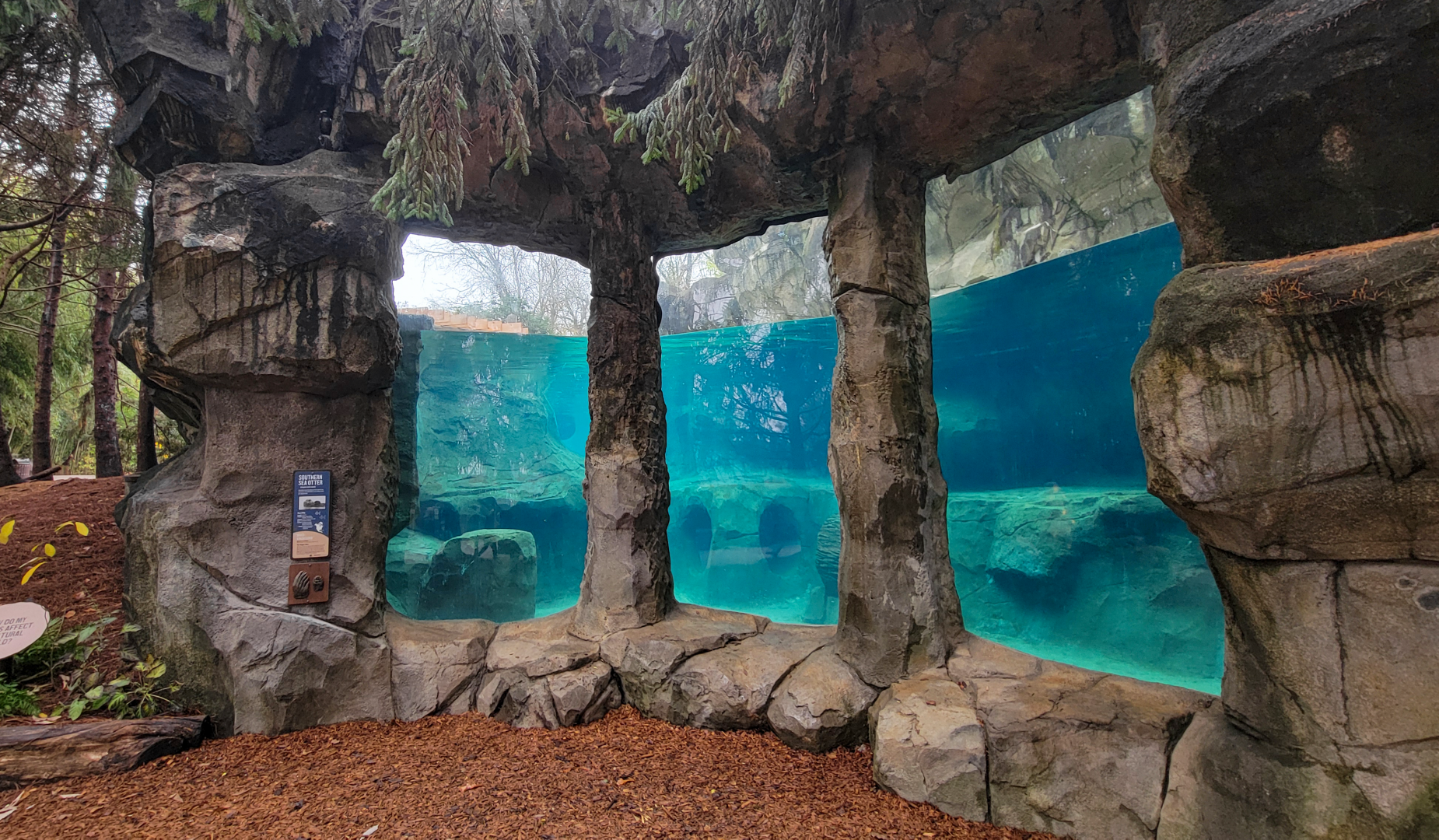 Nov. 2025 - NEW! Sea Otter Coast - Southern Sea Otter Lower View