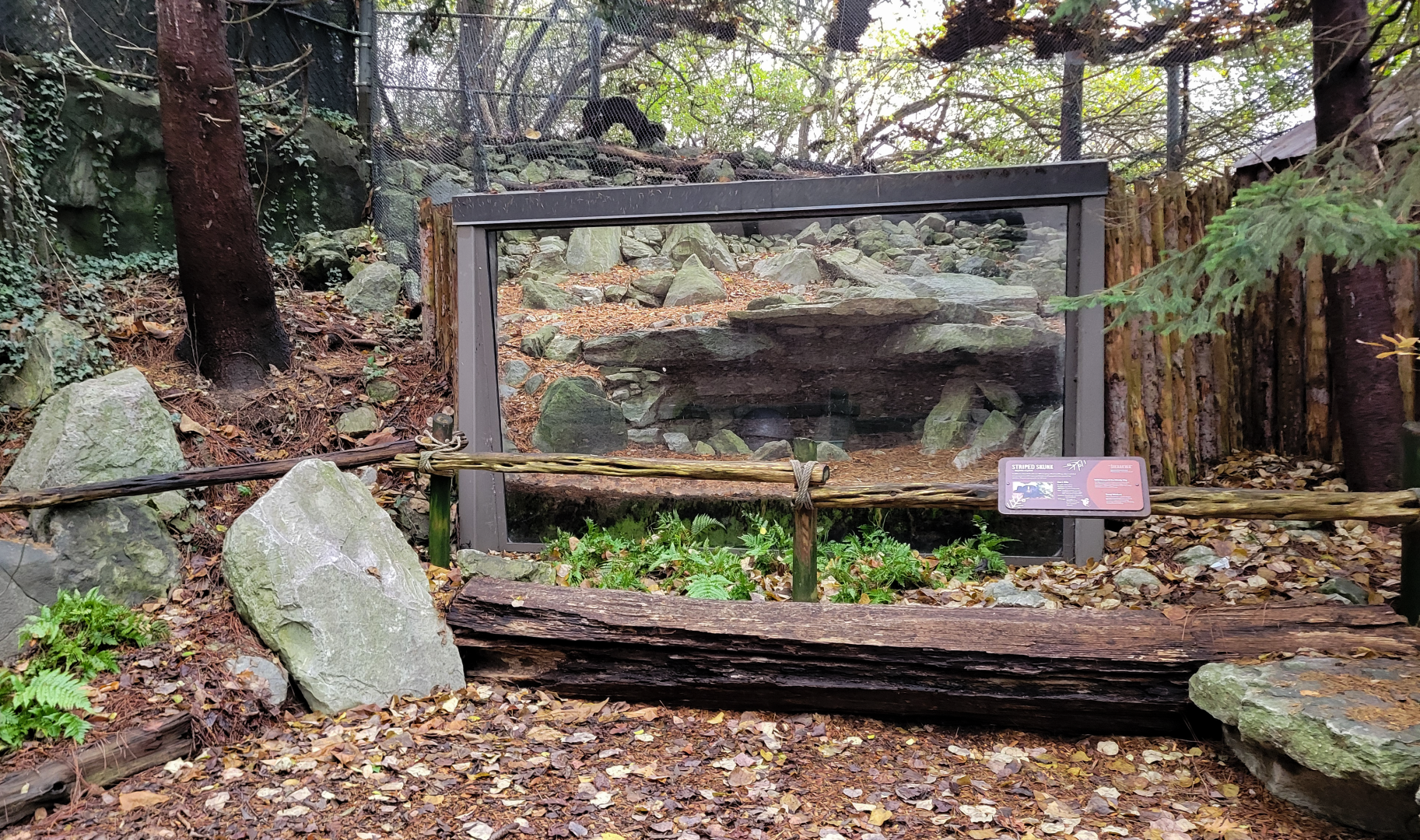 Nov. 2025 - NEW! Sea Otter Coast - Striped Skunk Exhibit