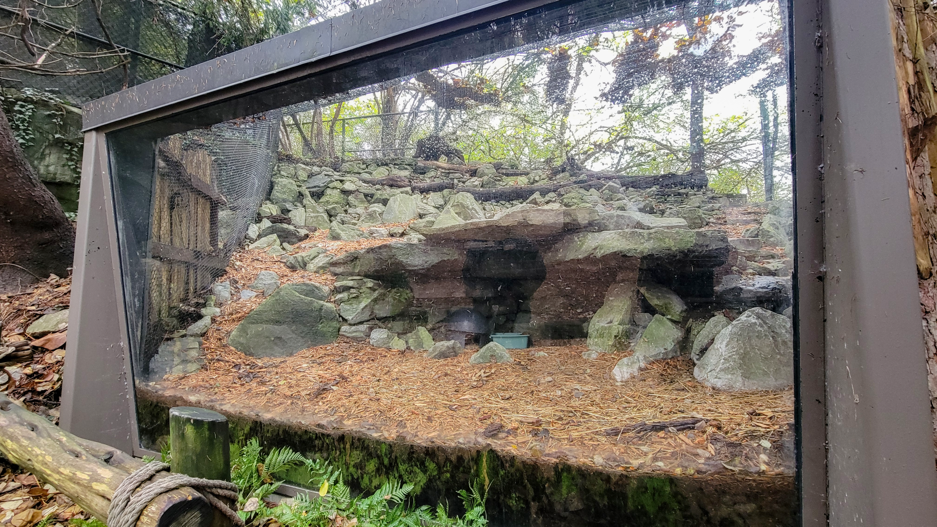 Nov. 2025 - NEW! Sea Otter Coast - Striped Skunk Exhibit