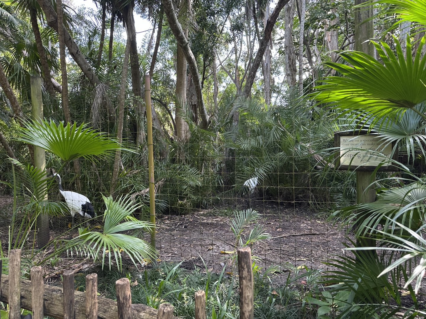 Nov. 2025 - Red-Crowned Crane Enclosure