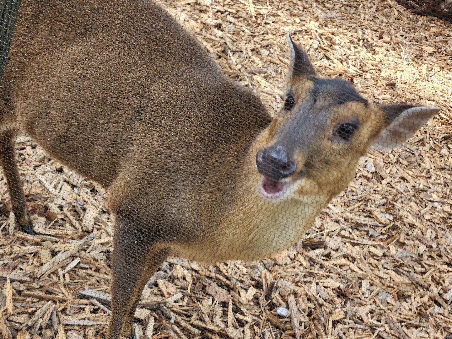 Nov. 2025 - Reeve's Muntjac