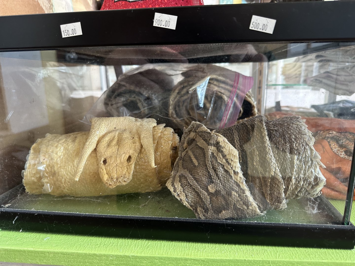 Nov. 2025 - Snake Skins for Sale!