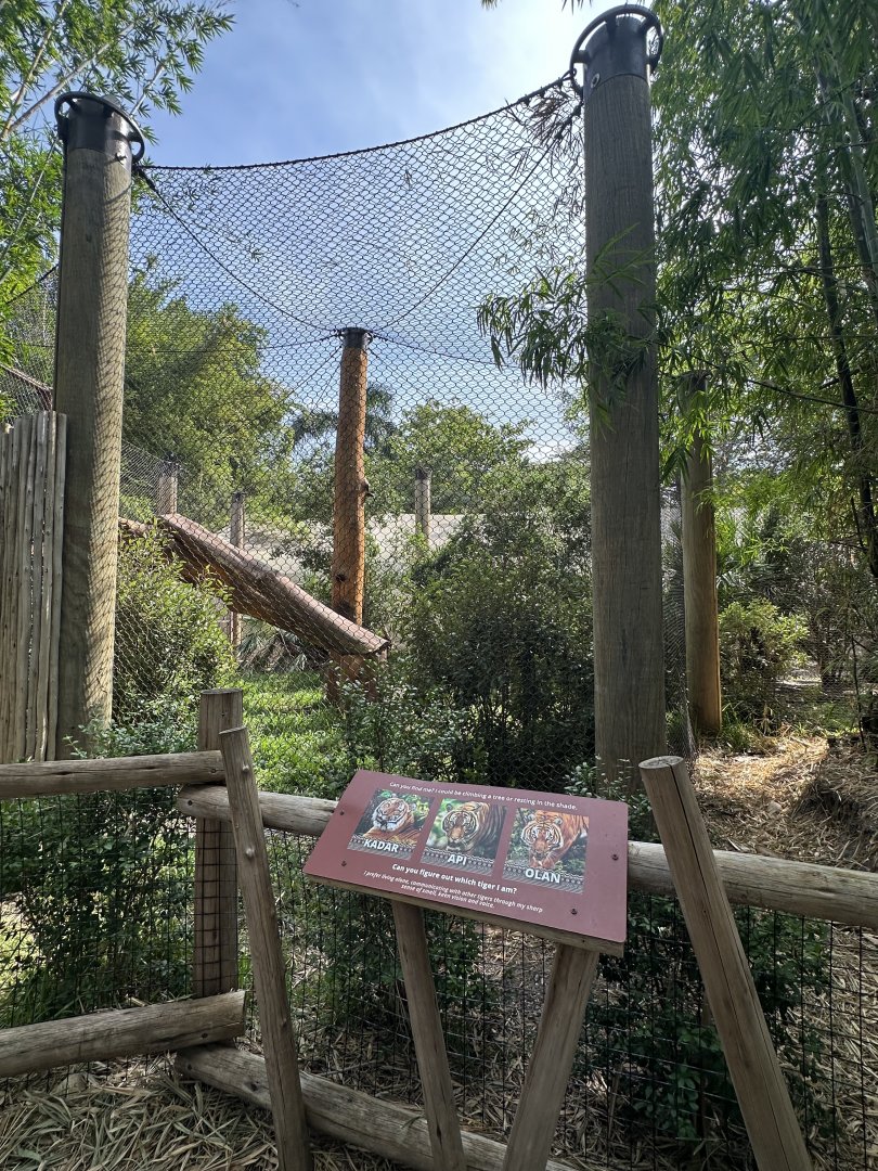 Nov. 2025 - Tiger Forest - Malayan Tiger Enclosure