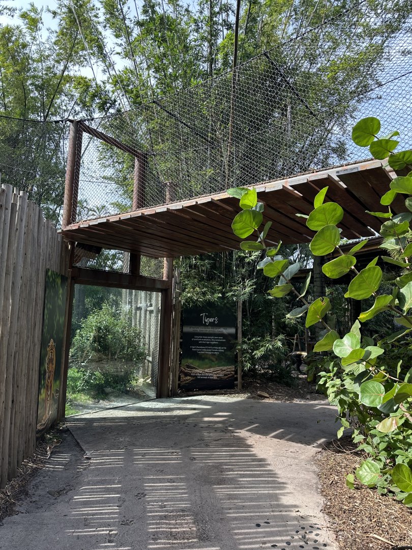 Nov. 2025 - Tiger Forest - Overhead Passage