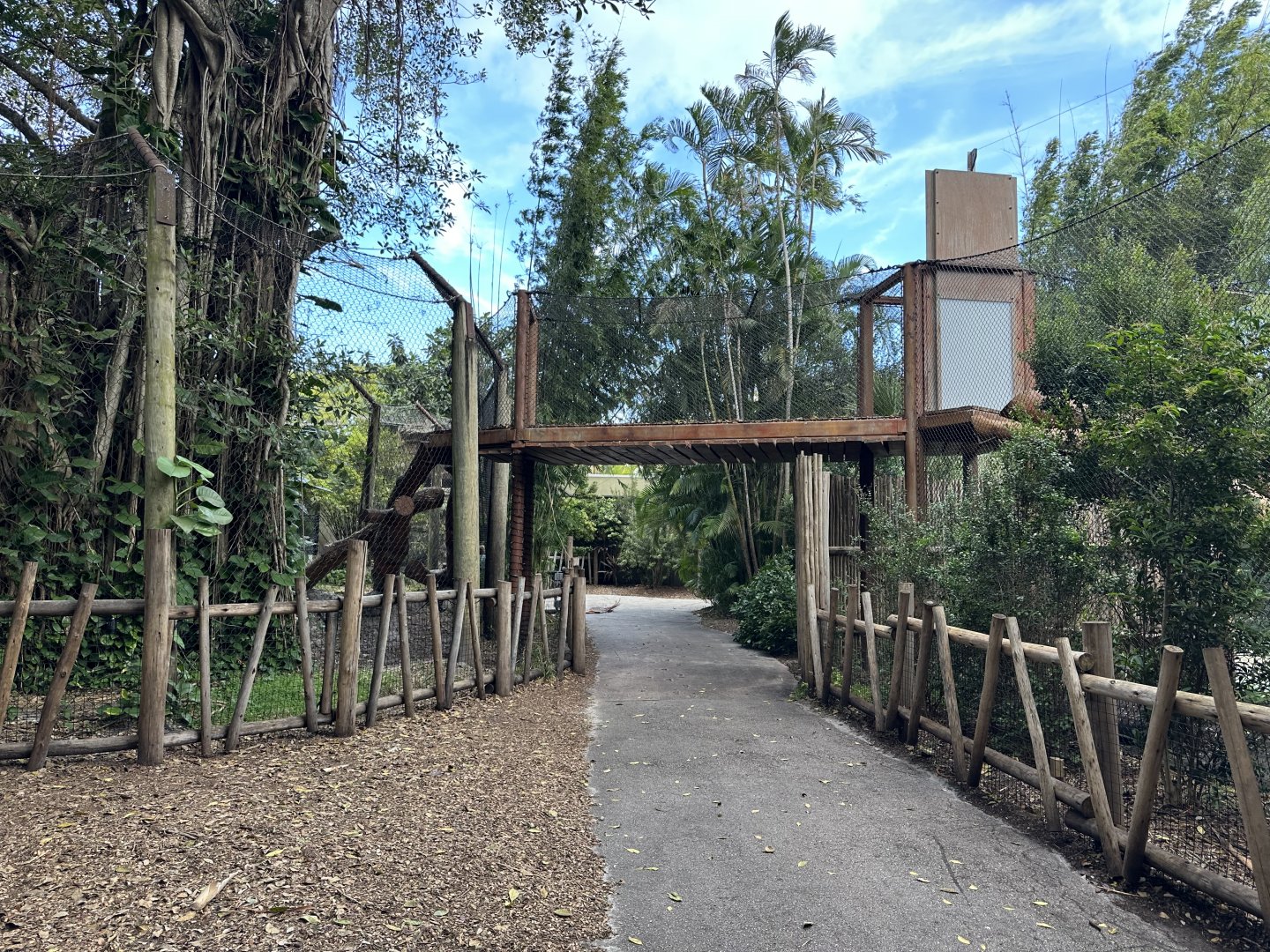 Nov. 2025 - Tiger Forest - Overview