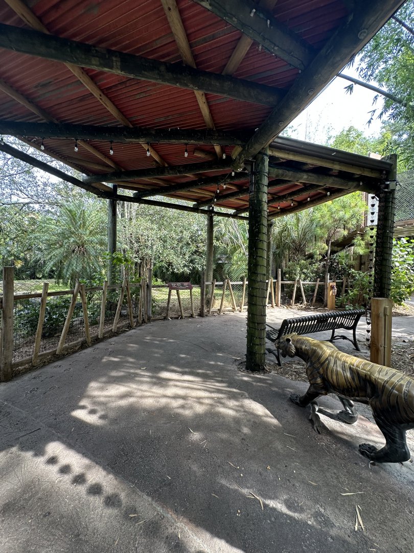 Nov. 2025 - Tiger Forest - Tiger Viewing Area (with statue)