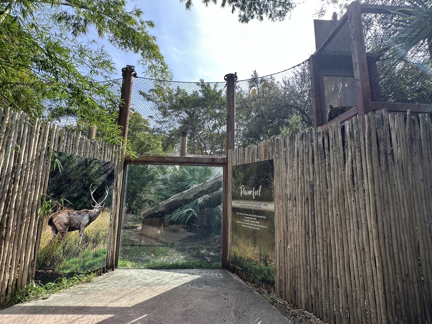 Nov. 2025 - Tiger Forest - Tiger Viewing Area