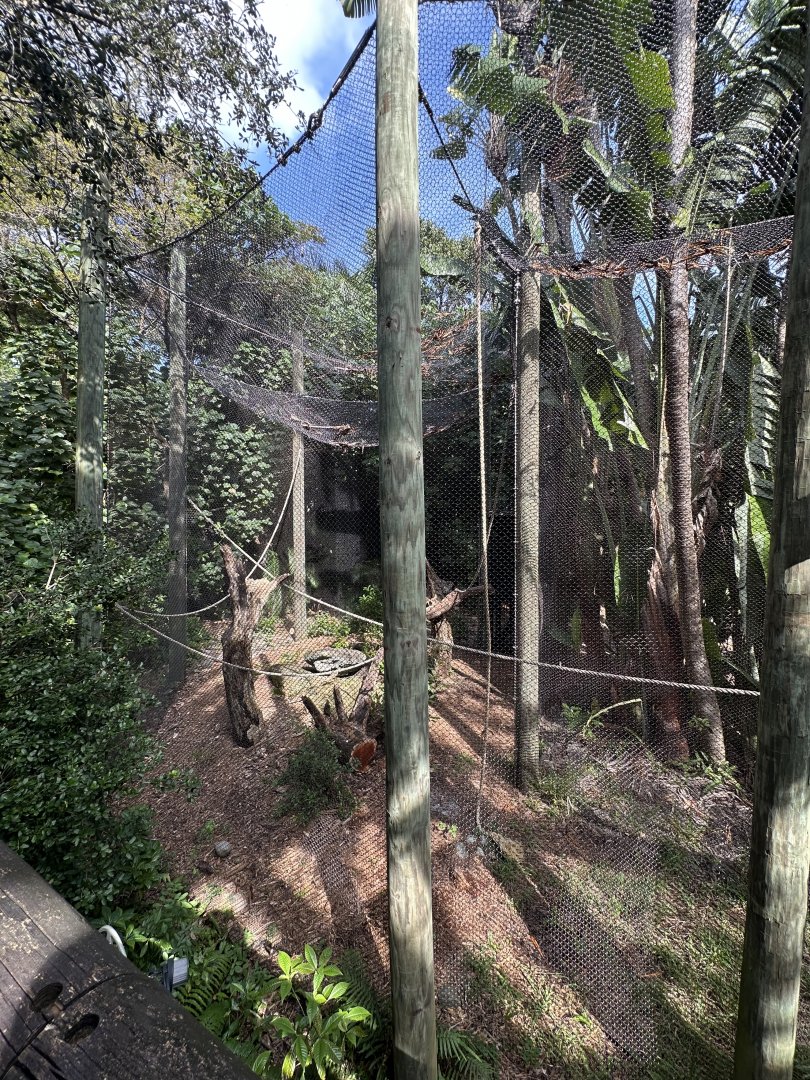 Nov. 2025 - Tropics of the Americas - Howler Monkey Enclosure (ex-ocelot)