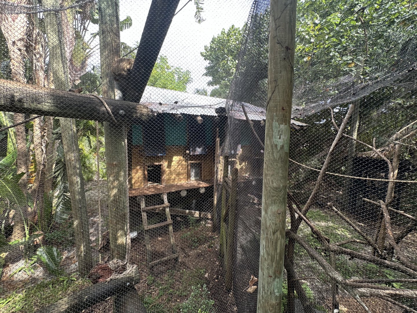 Nov. 2025 - Tropics of the Americas - Howler Monkey Enclosures (ex-ocelot)