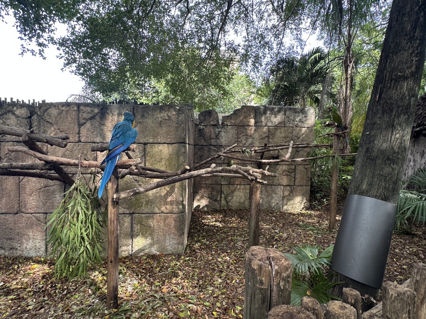 Nov. 2025 - Tropics of the Americas - “Macaws on Sticks”