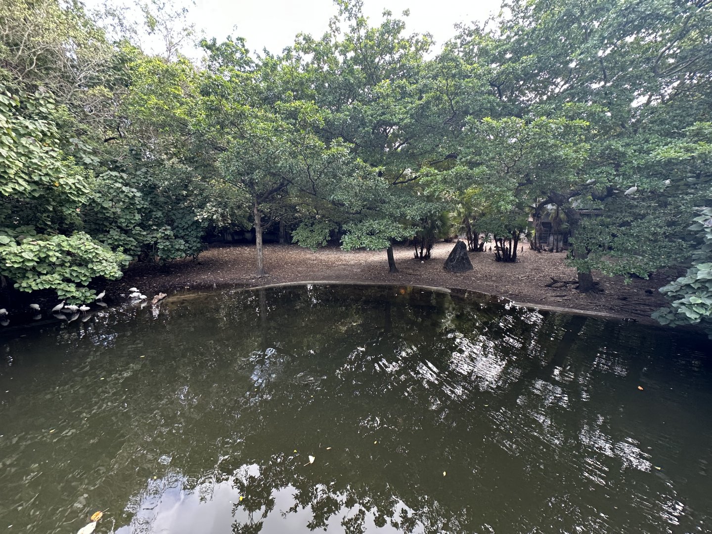 Nov. 2025 - Tropics of the Americas - Mixed Enclosure