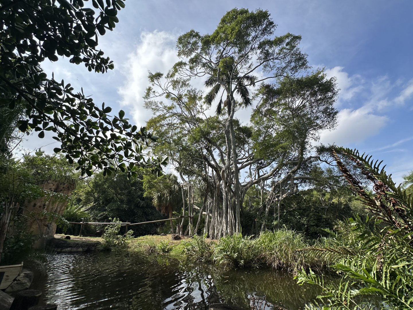 Nov. 2025 - Tropics of the Americas - Siamang Island