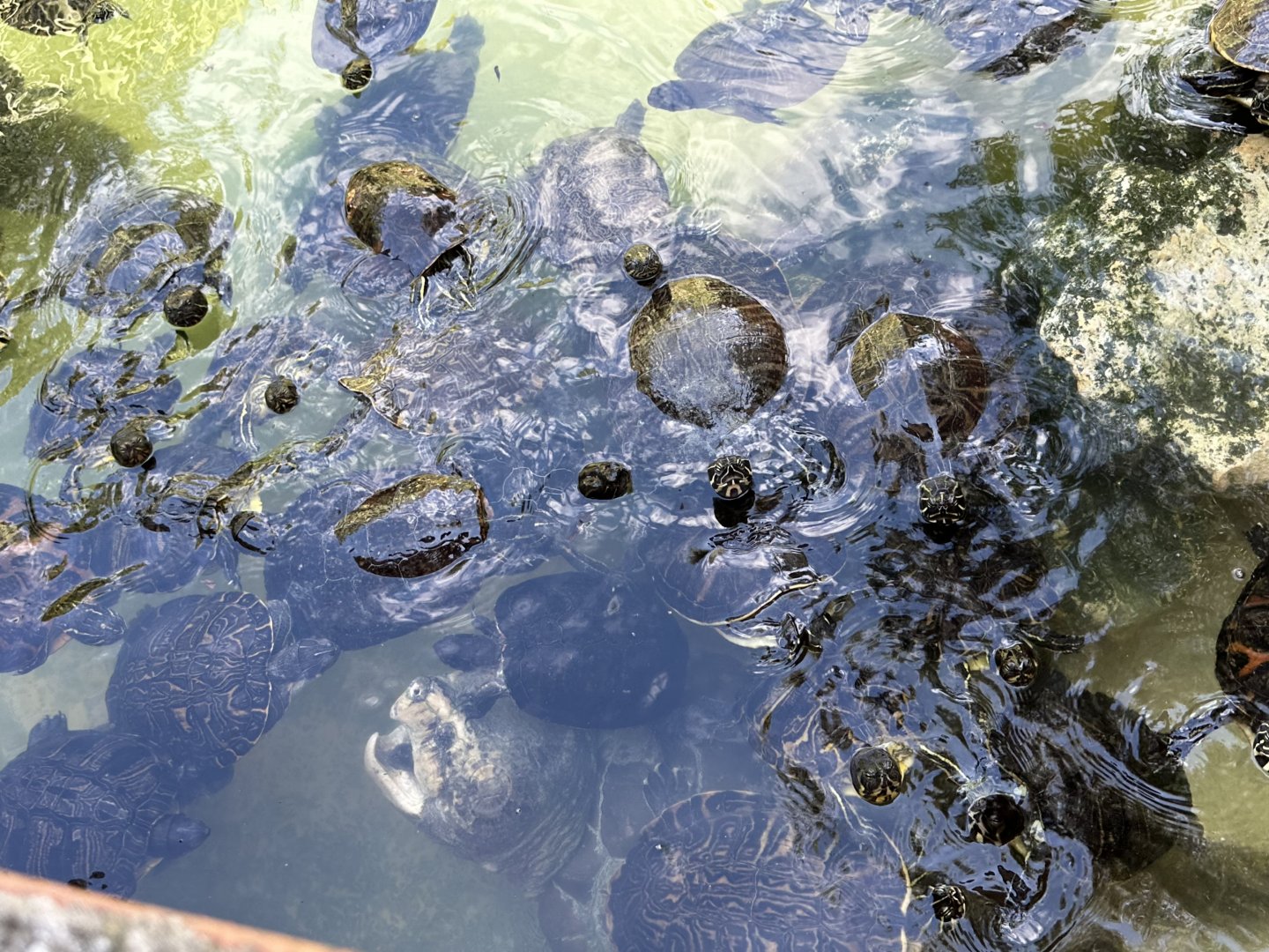 Nov. 2025 - Turtles Aplenty!