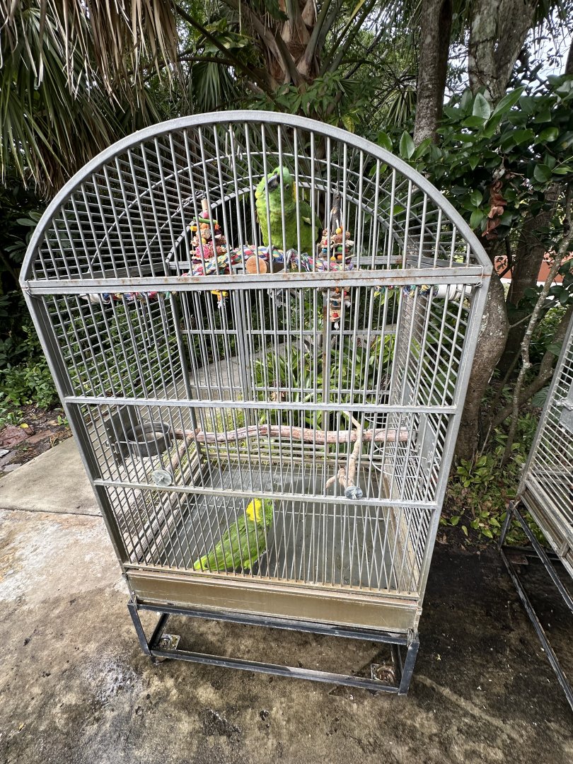 Nov. 2025 - Yellow-Naped Amazon Birdcage