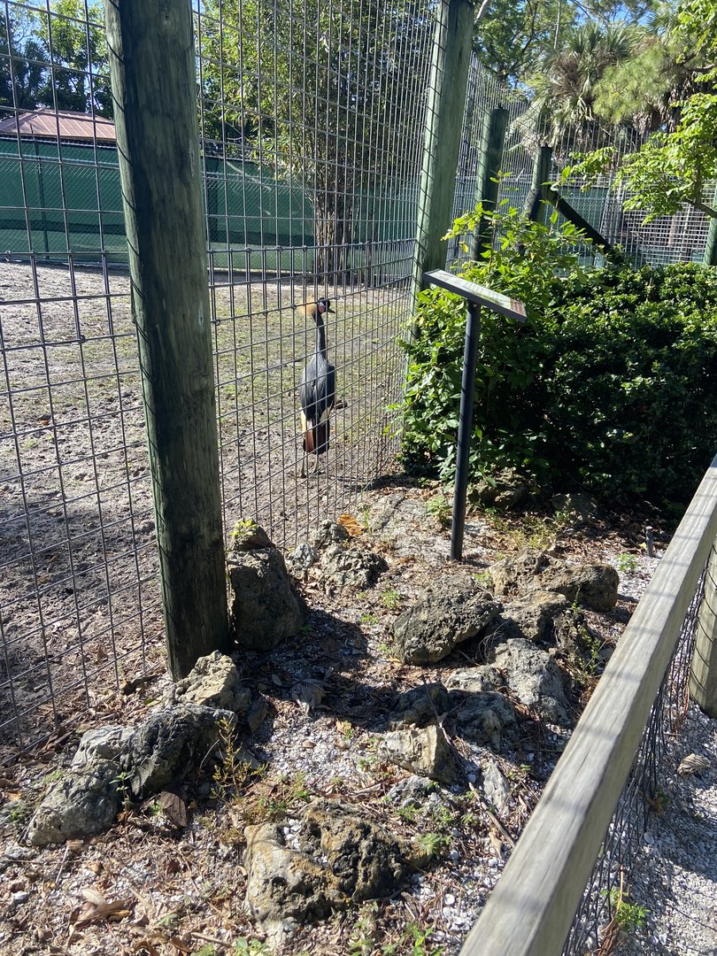 November 2022 - Crane Exhibit, Now Tortoises