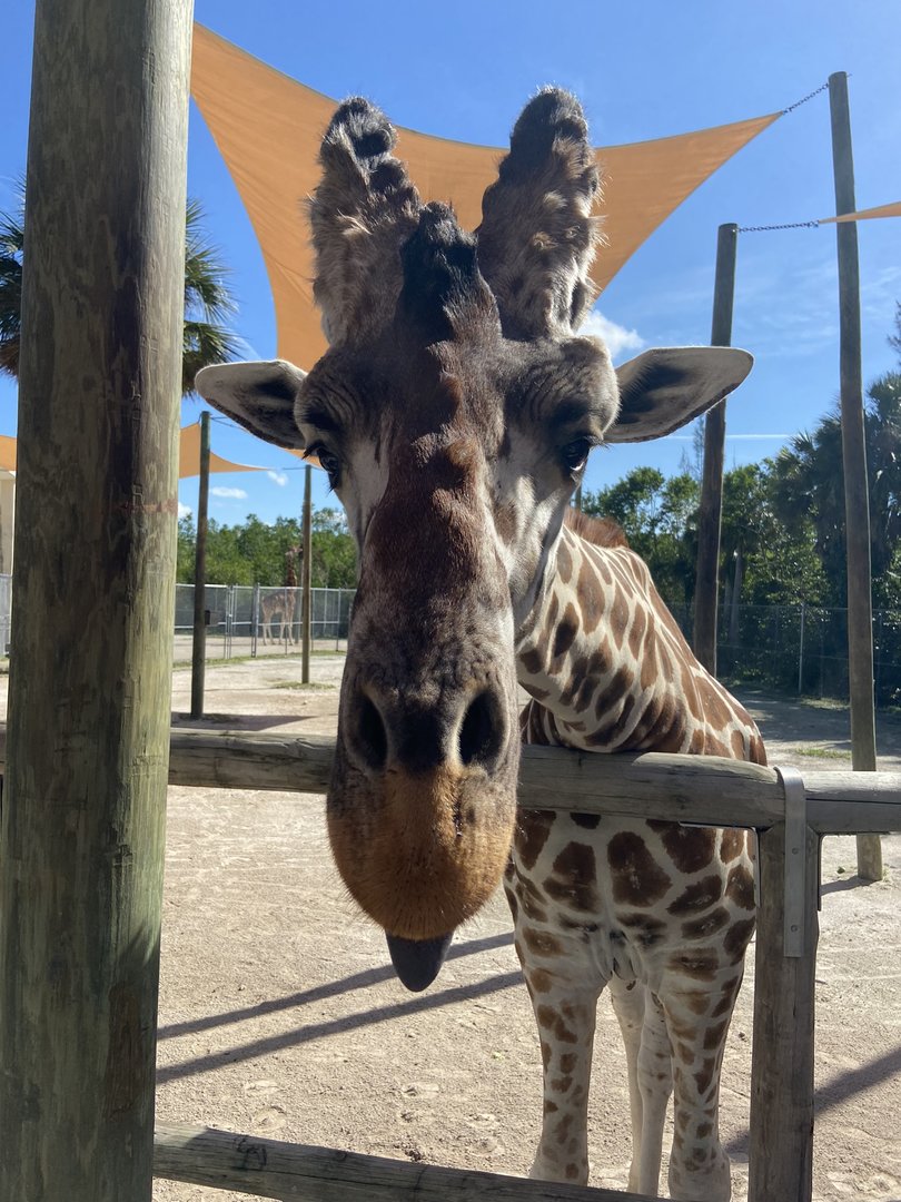 November 2022 - Giraffe