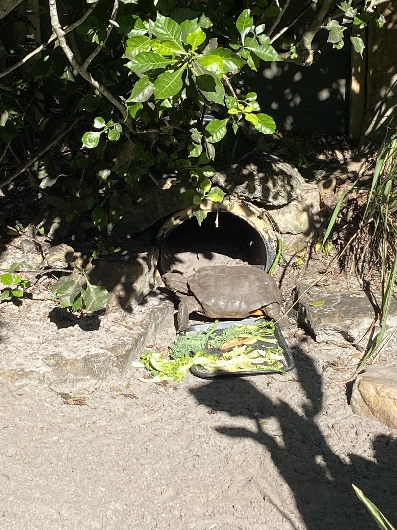 November 2022 - Gopher Tortoise