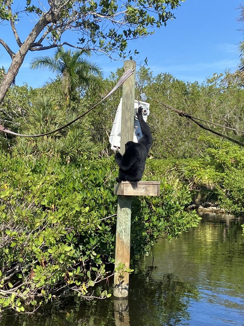 November 2022 - Primate Islands