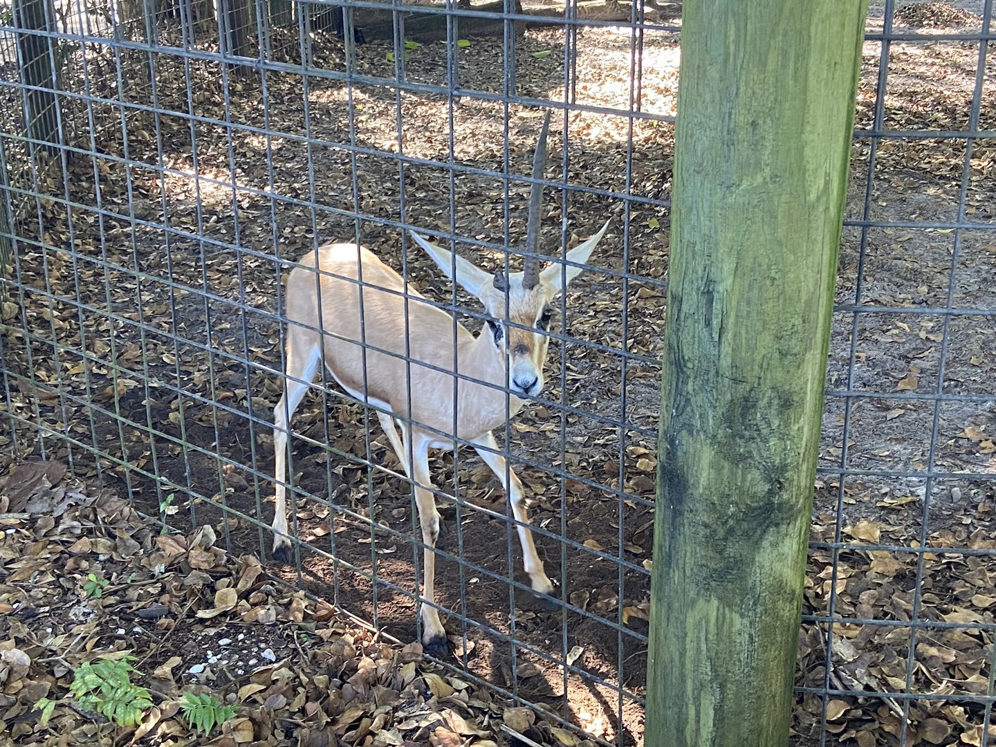 November 2022 - Slender-Horned Gazelle