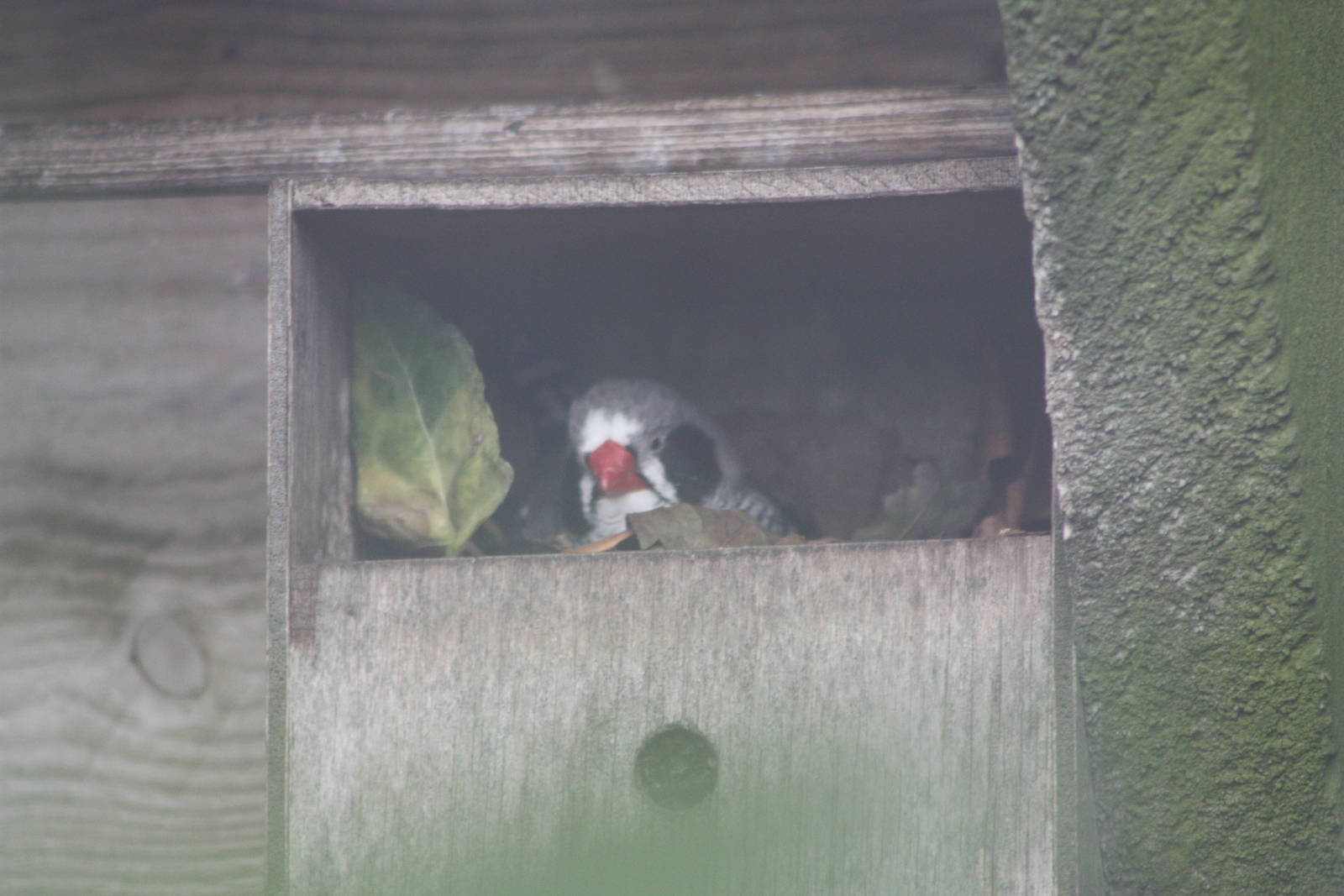 Now a Zebra Finch nestbox, 21st August 2014