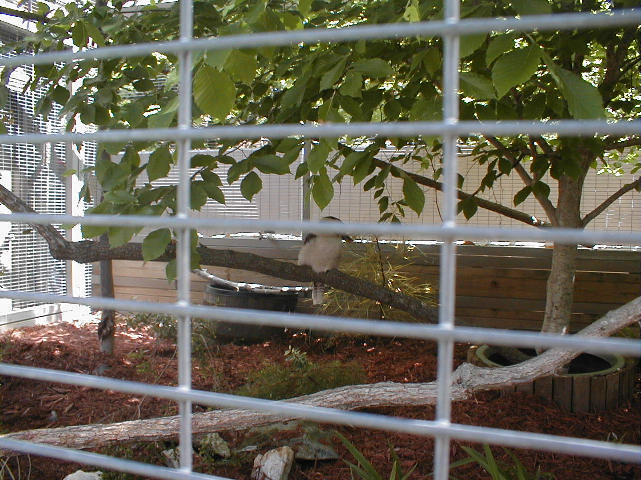 (Now Closed) Austrailian Walkabout - Kookaburra