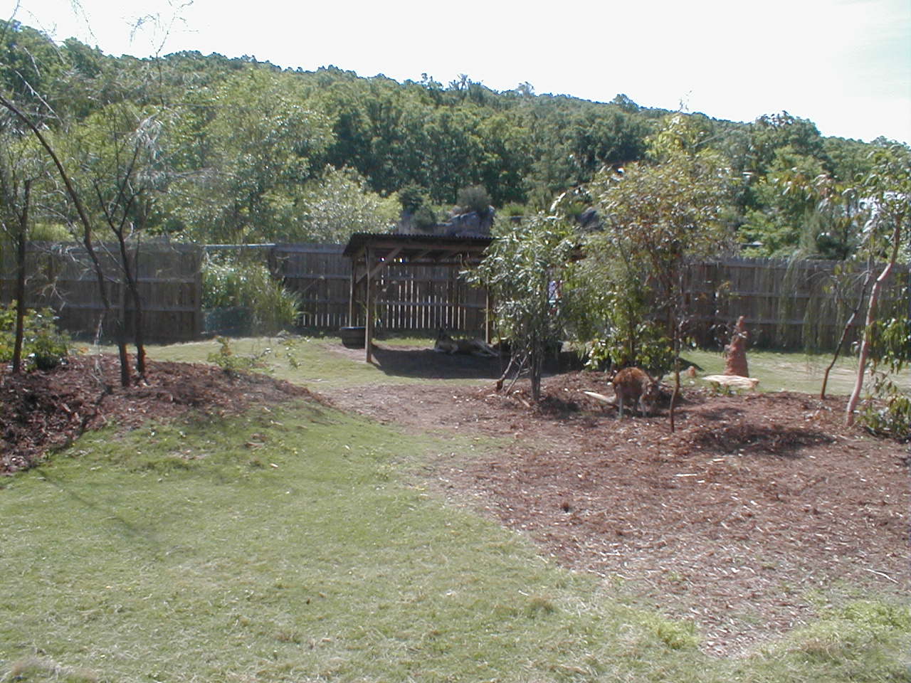 (Now Closed) Austrailian Walkabout - Red Kangaroo