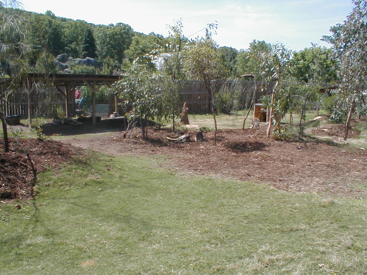 (Now Closed) Austrailian Walkabout - Red Kangaroo