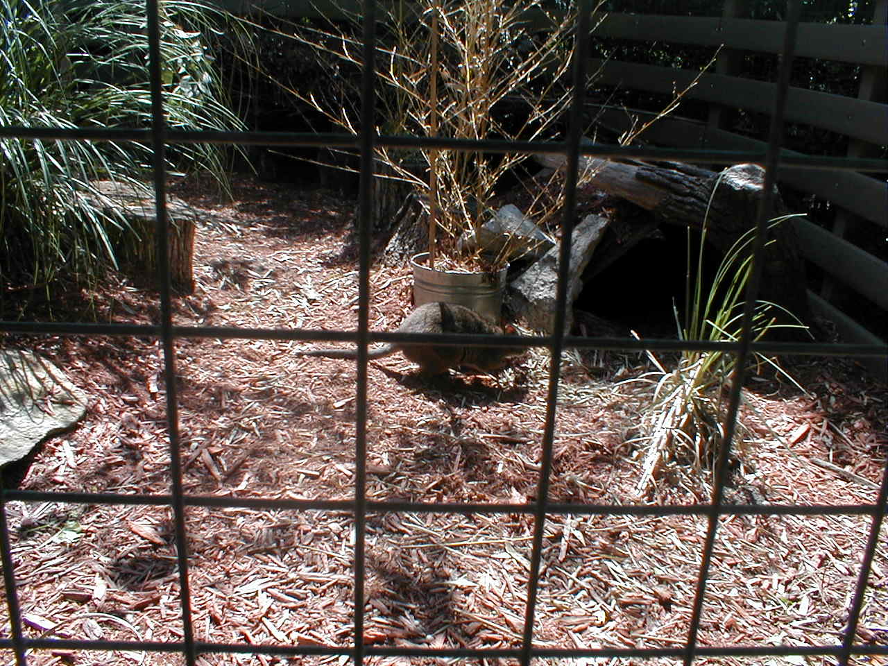 (Now Closed) Austrailian Walkabout - Wallaby (species ID?)