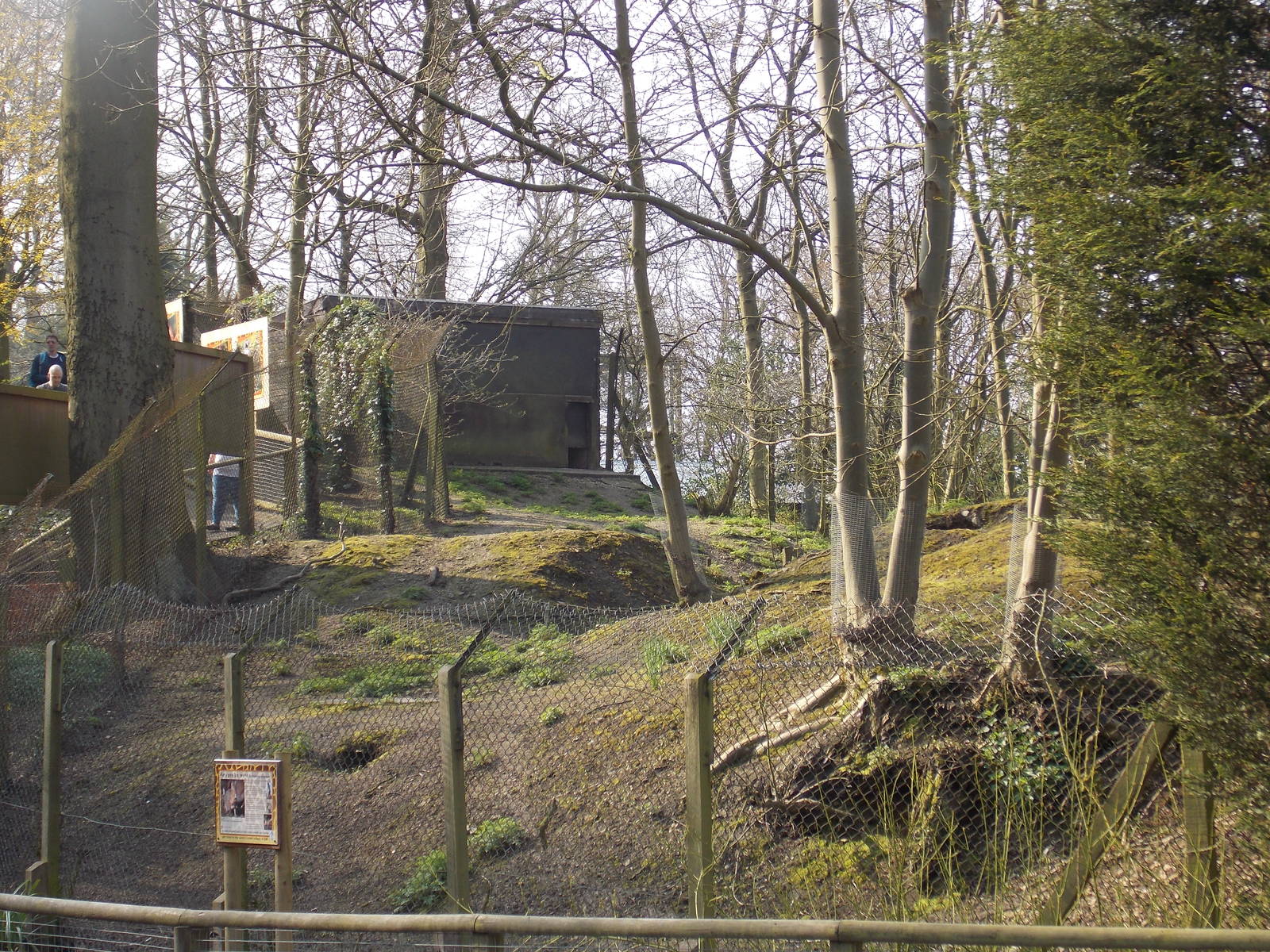 Now for patagonian mara