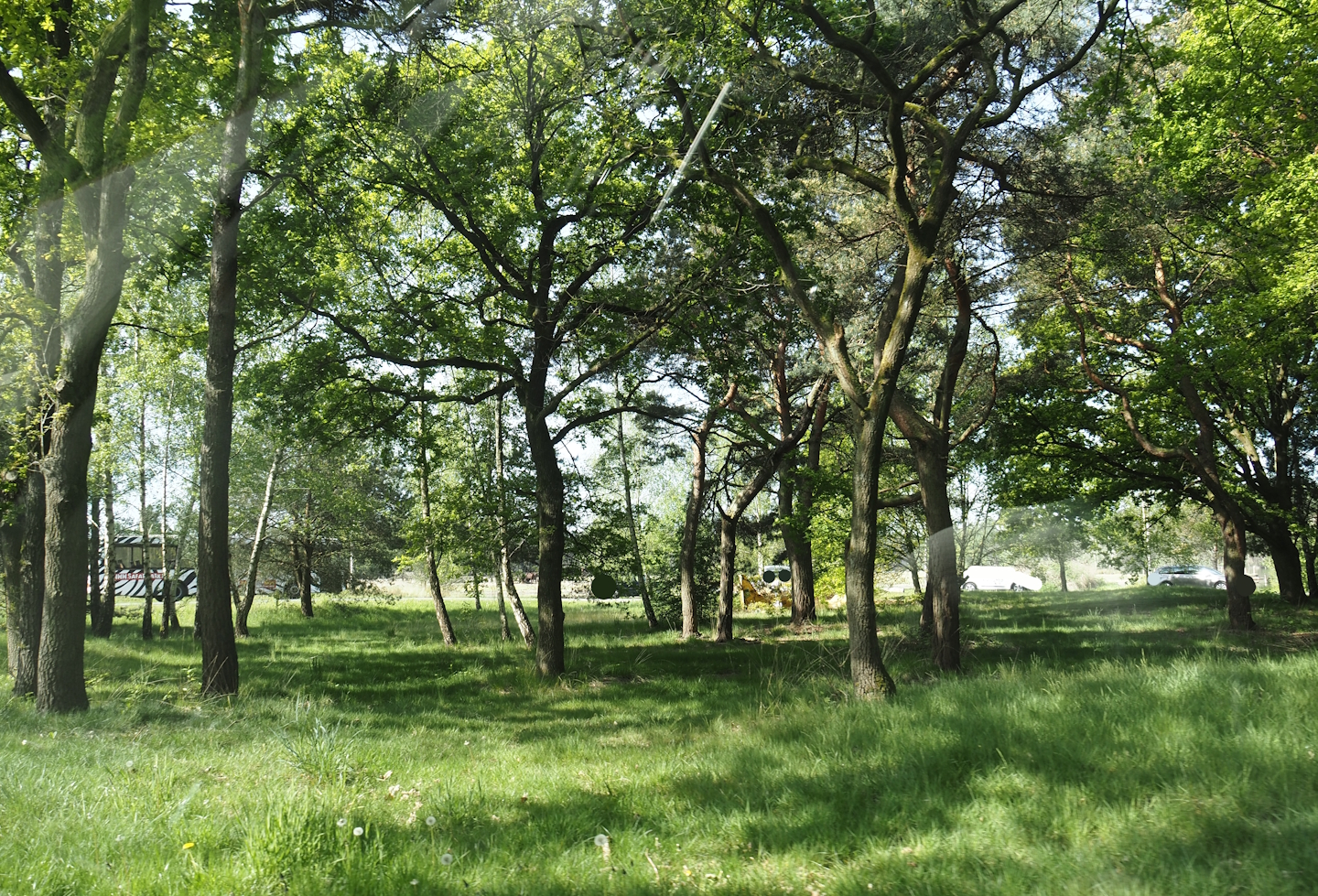 Now gone cheetah drive-through on the car safari, 2025-04-30