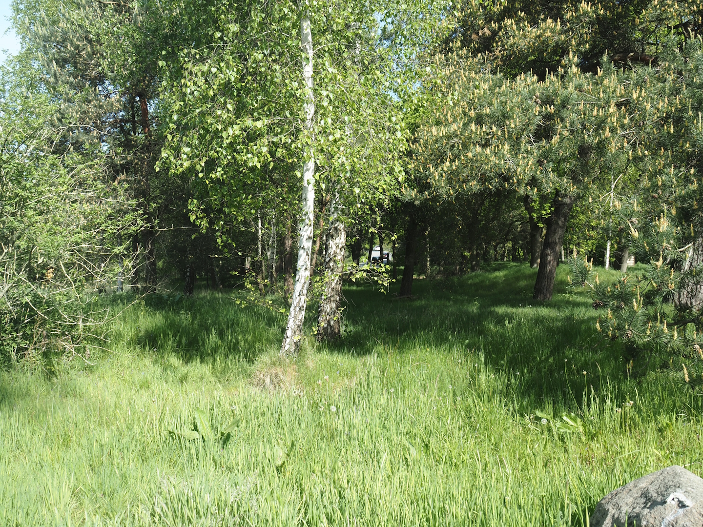 Now gone cheetah drive-through on the car safari, 2025-04-30