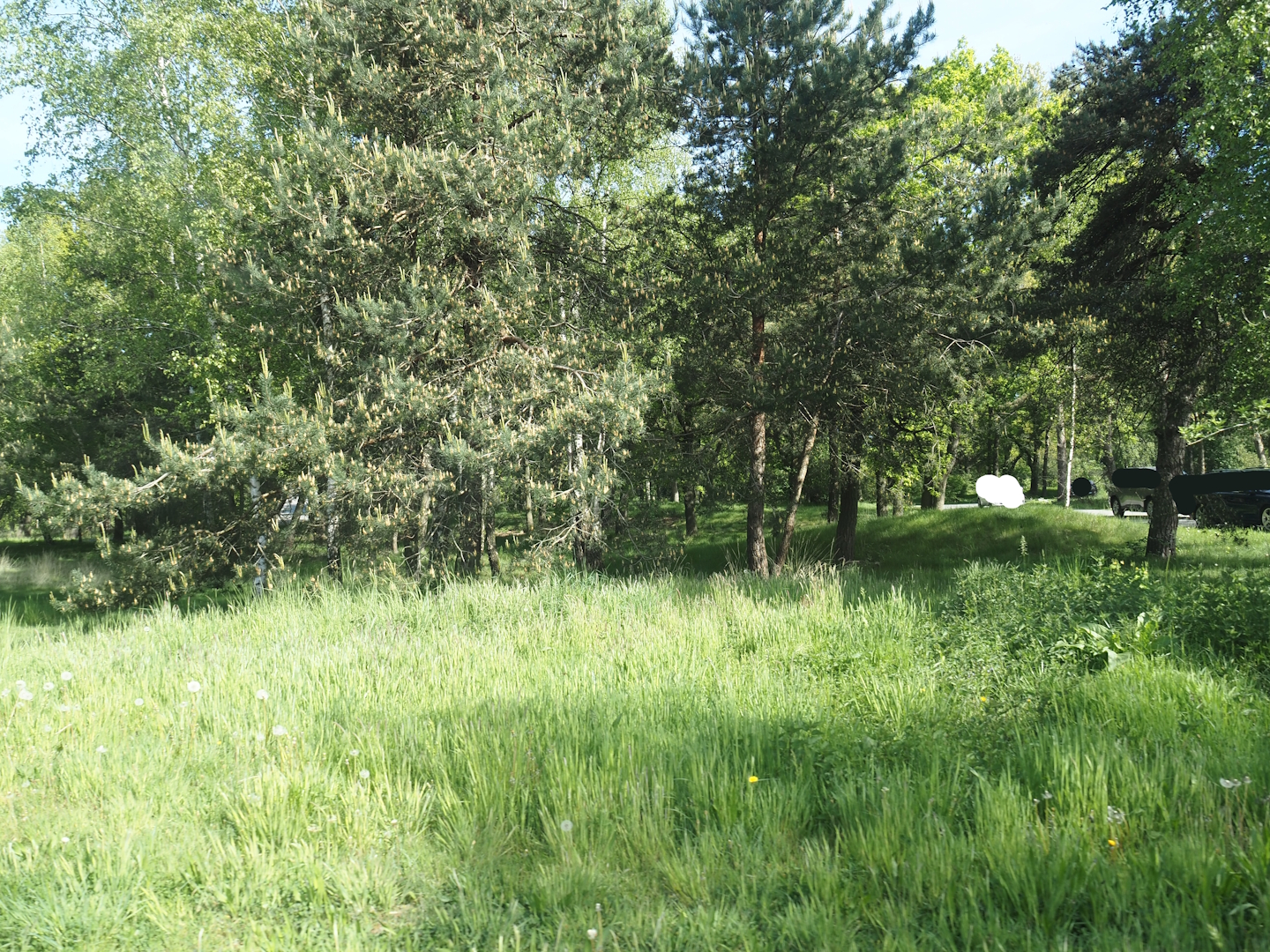 Now gone cheetah drive-through on the car safari, 2025-04-30