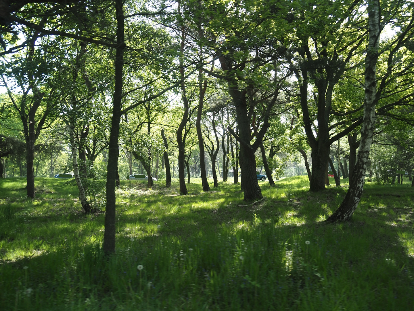 Now gone cheetah drive-through on the car safari, 2025-04-30