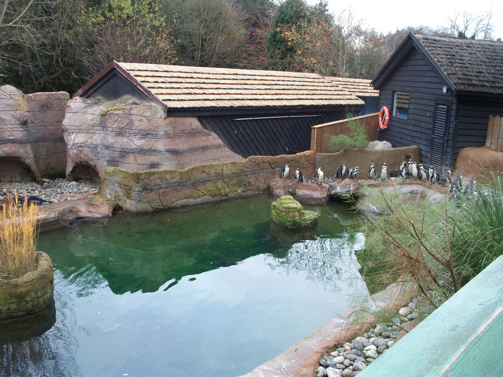 now housing penguins 29th nov13